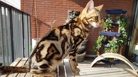 chatte bengal marble